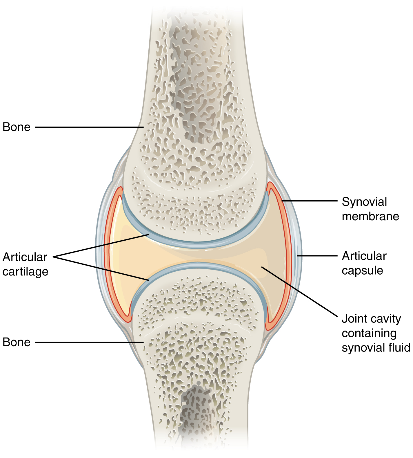 This figure shows a synovial joint. The cavity between two bones