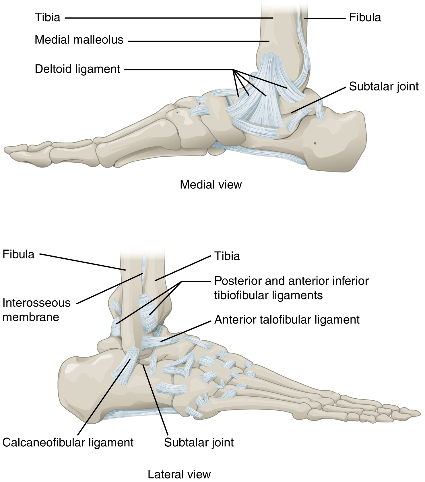 This figure shows the structure of the ankle and feet joints. The top