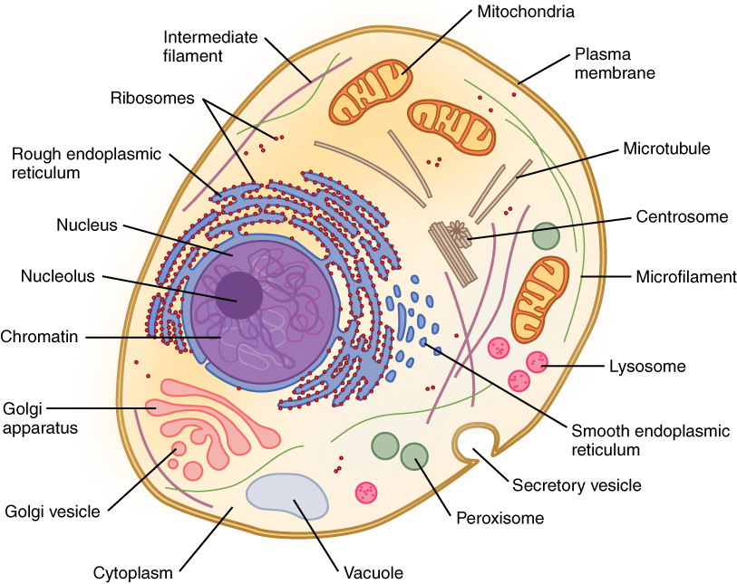 This diagram shows an animal cell with all the intracellular organelles