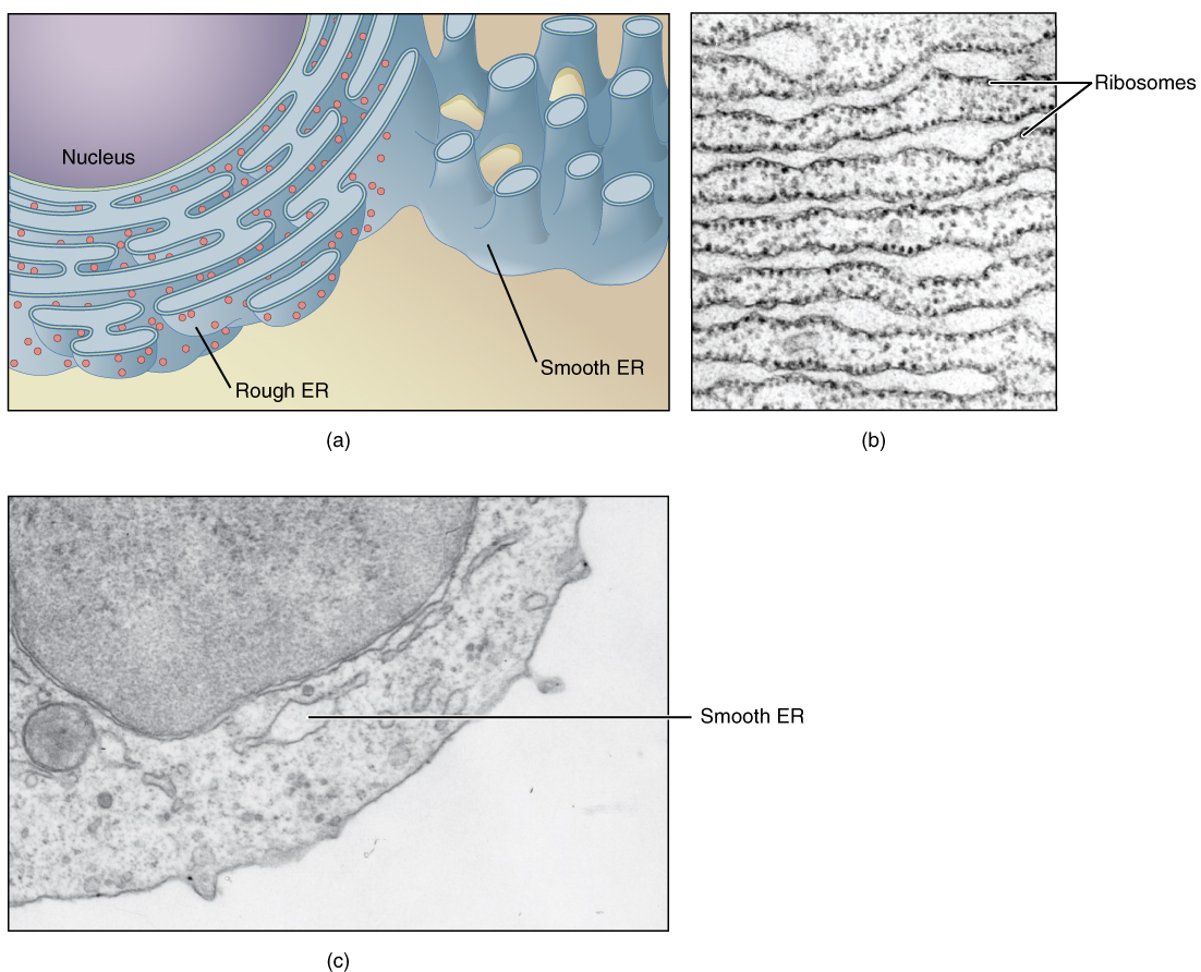 this-figure-shows-structure-of-the-endoplasmic-reticulum-the-diagram