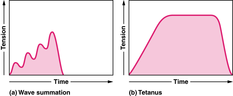 This figure shows two graphs of tension versus time. The left panel