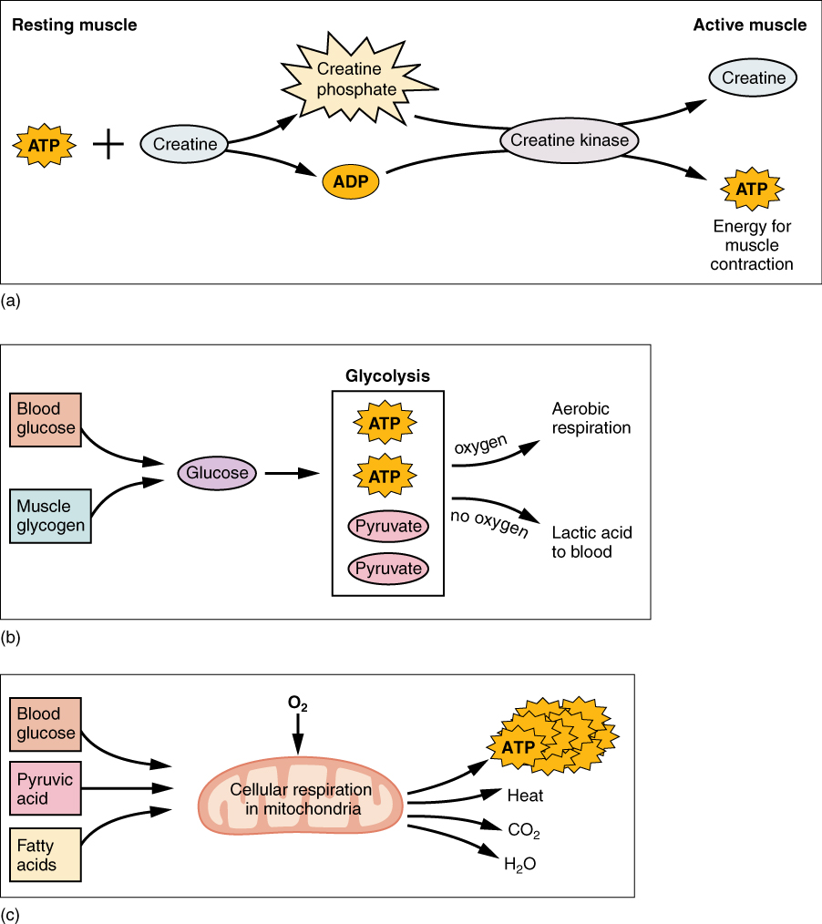 This figure shows the metabolic processes in muscle. The top panel shows the reactions in resting muscle. The middle panel shows glycolysis and aerobic respiration and the bottom panel shows cellular respiration in mitochondria.