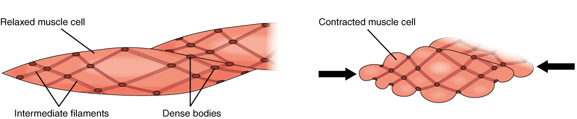 What Controls Contraction In Smooth Muscle