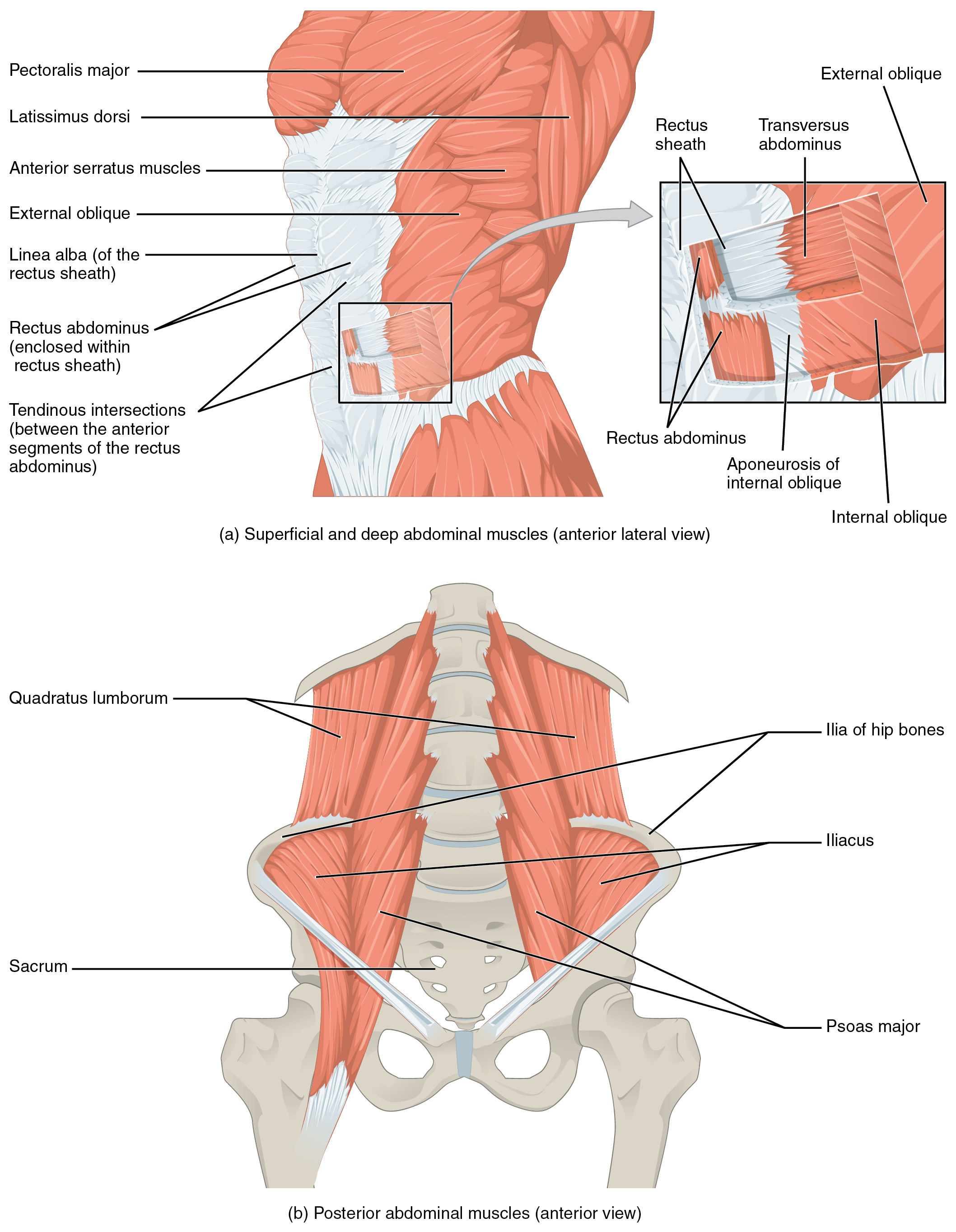 The top panel shows the lateral view of the superficial and deep abdominal muscles. The bottom panel shows the anterior view of the posterior abdominal muscles.