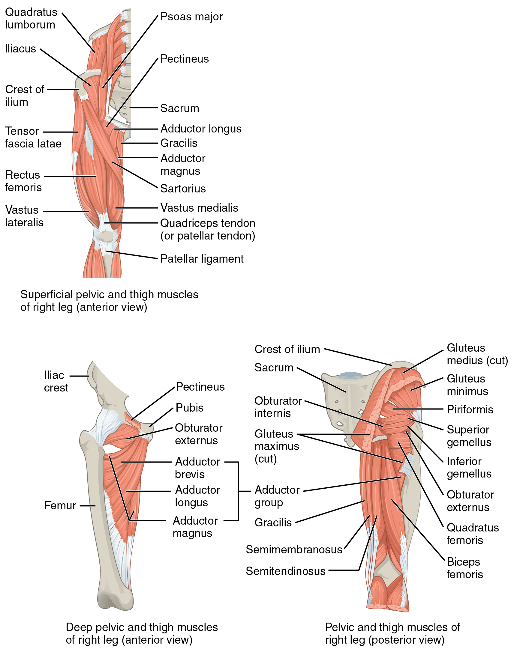 The Left Panel Shows The Superficial Pelvic And Thigh Muscles The 