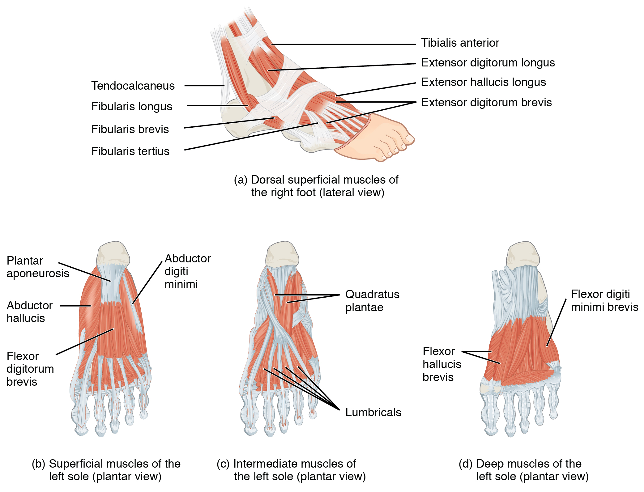 This figure shows the muscles of the foot. The top panel shows the