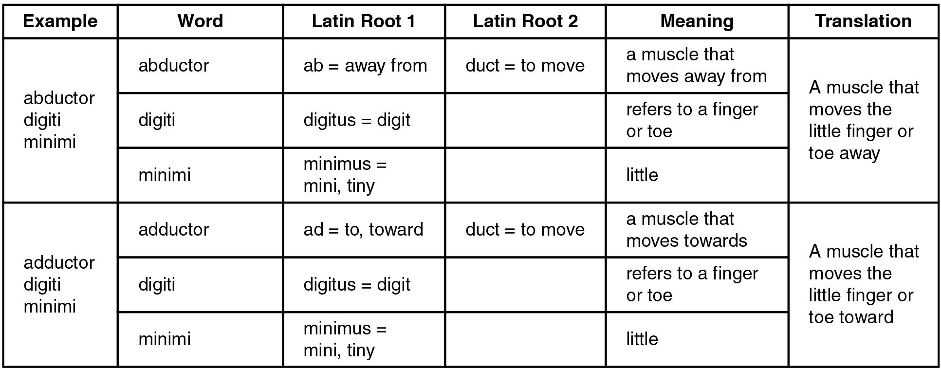This table explains the Latin root, meaning, and translation of different muscle names.
