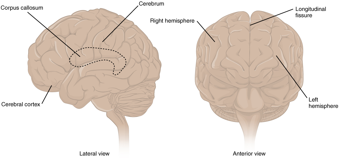 This figure shows the lateral view on the left panel and ...