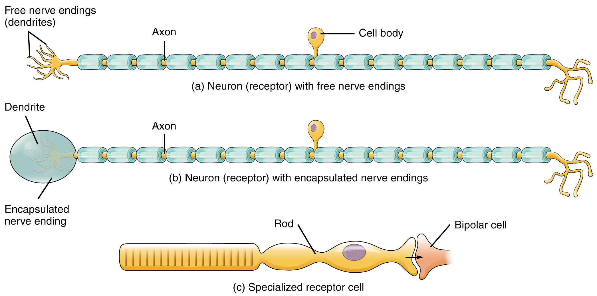 sensory-neuron-the-definitive-guide-biology-dictionary