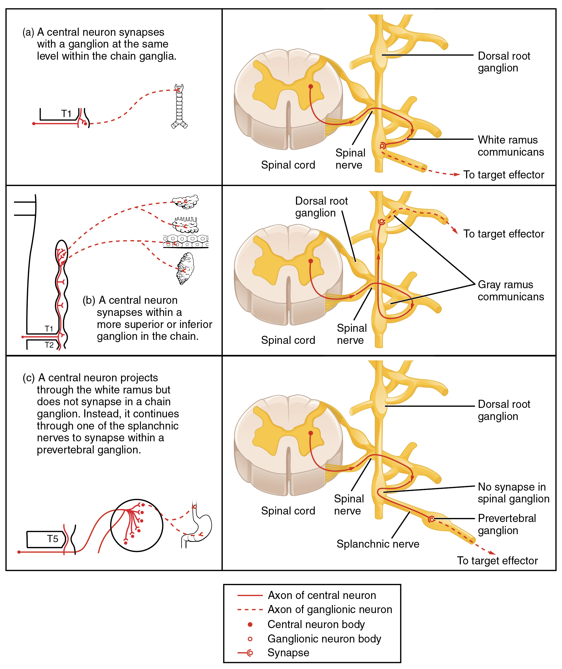 This table shows the connections between the spinal cord and the