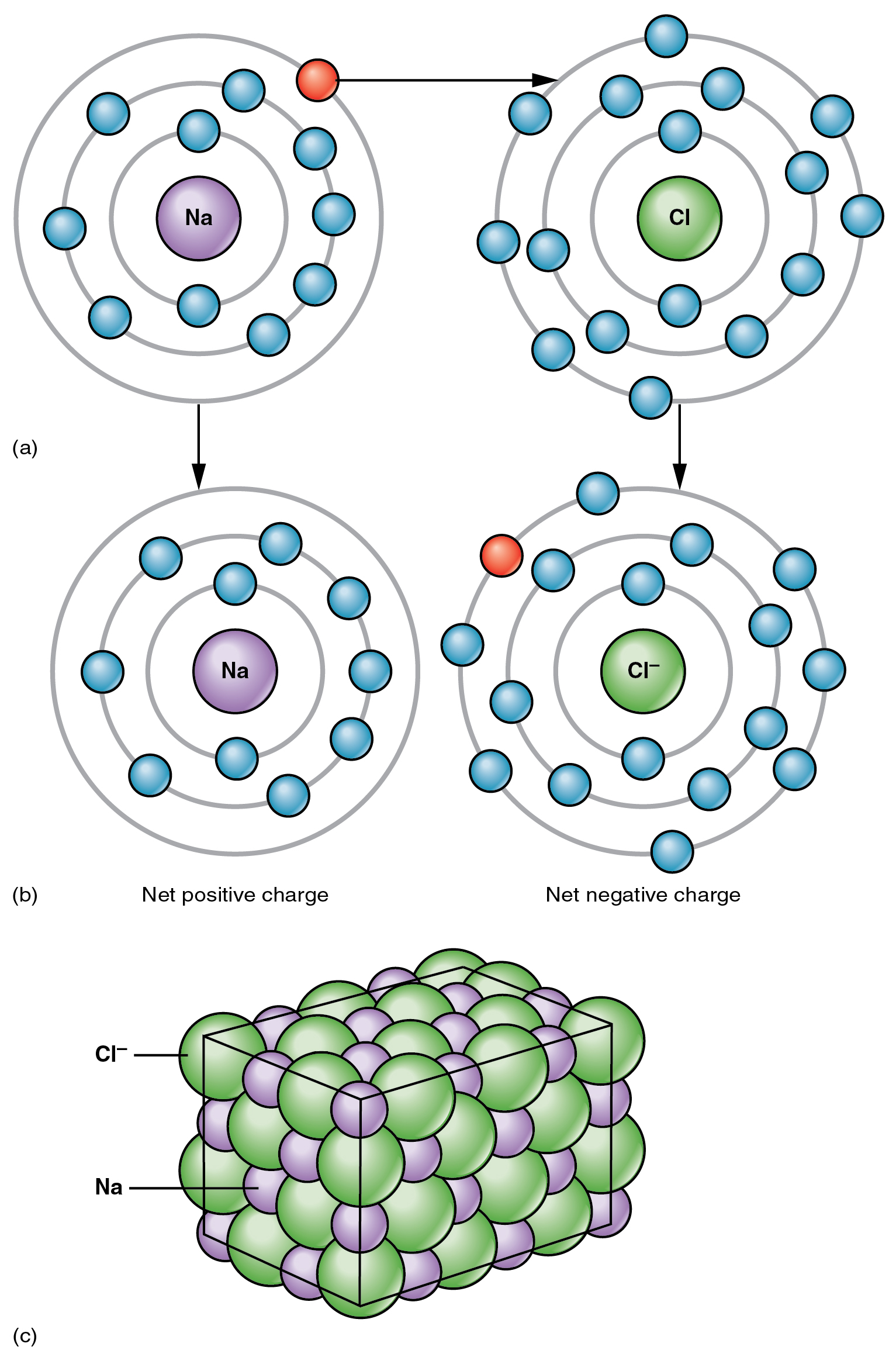 metallic ion bonding by bacillus