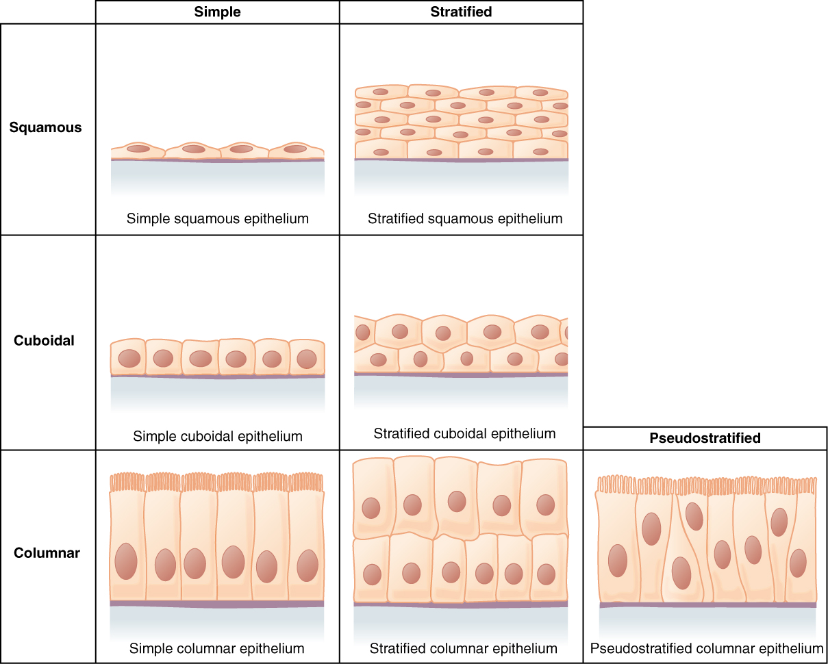 cuboidal epithelial tissue