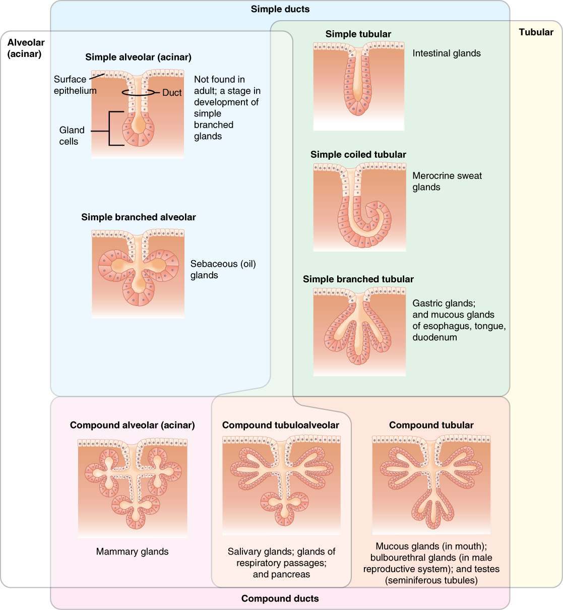 This table shows the different types of exocrine glands: alveolar