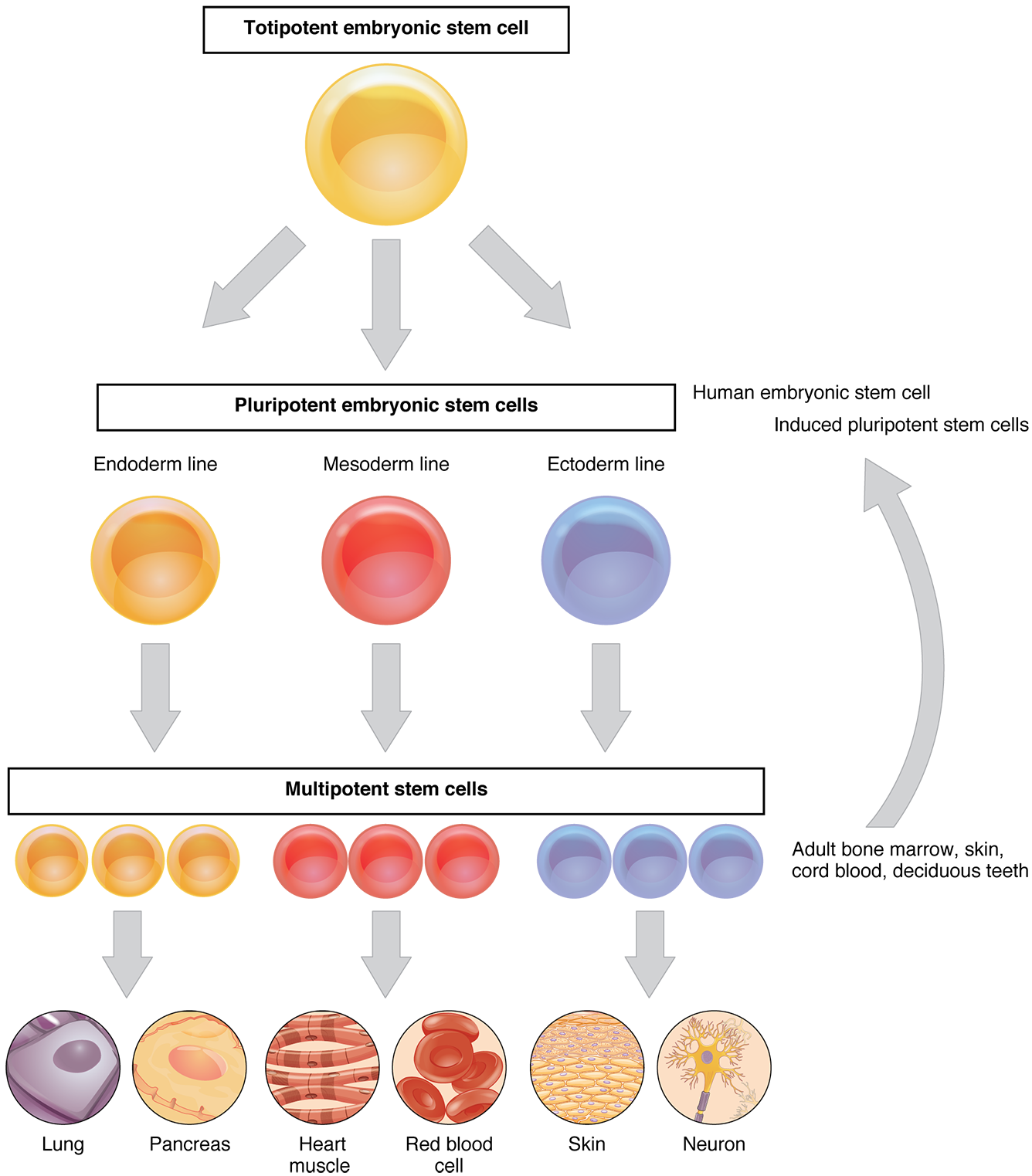 This flow chart shows the differentiation of stem cells into different cell types. The top layer shows a totipotent stem cell, which becomes a pluripotent stem cell and then a multipotent stem cell. A multipotent stem cell can then differentiate into different cell types.