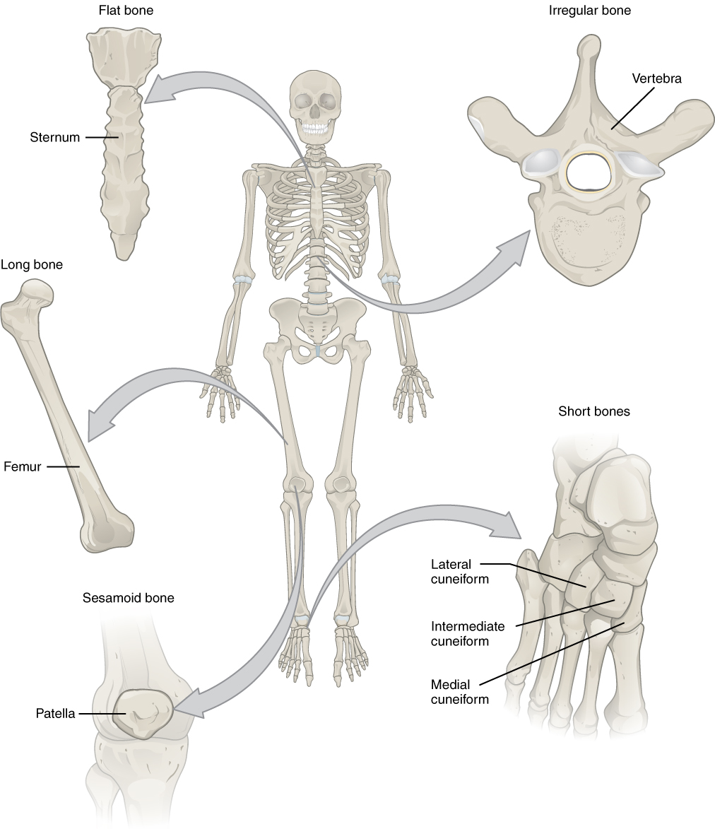 the extra bones that sometimes develop between the flat bones of the skull are called