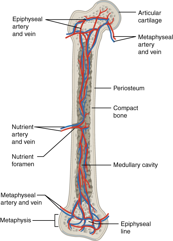 This illustration shows an anterior view if the right femur. The femur