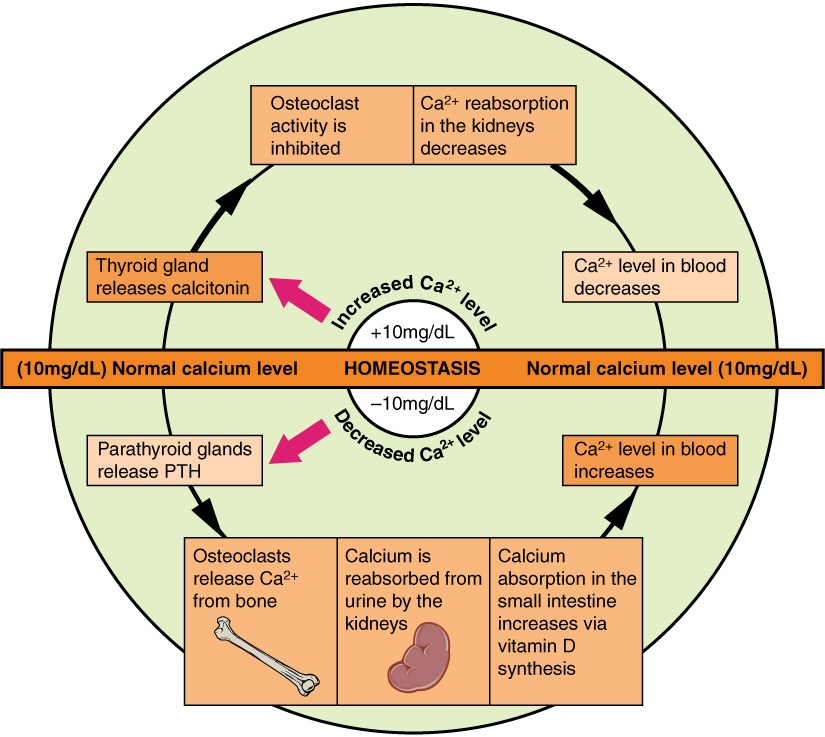 In this illustration, the two mechanisms that maintain calcium