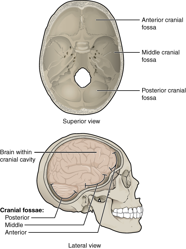 This figure shows the structure of the cranial fossae. The top panel