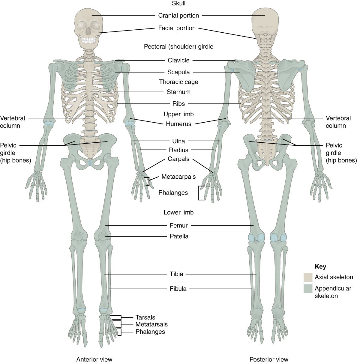 This figure shows the human skeleton. The left panel shows ...