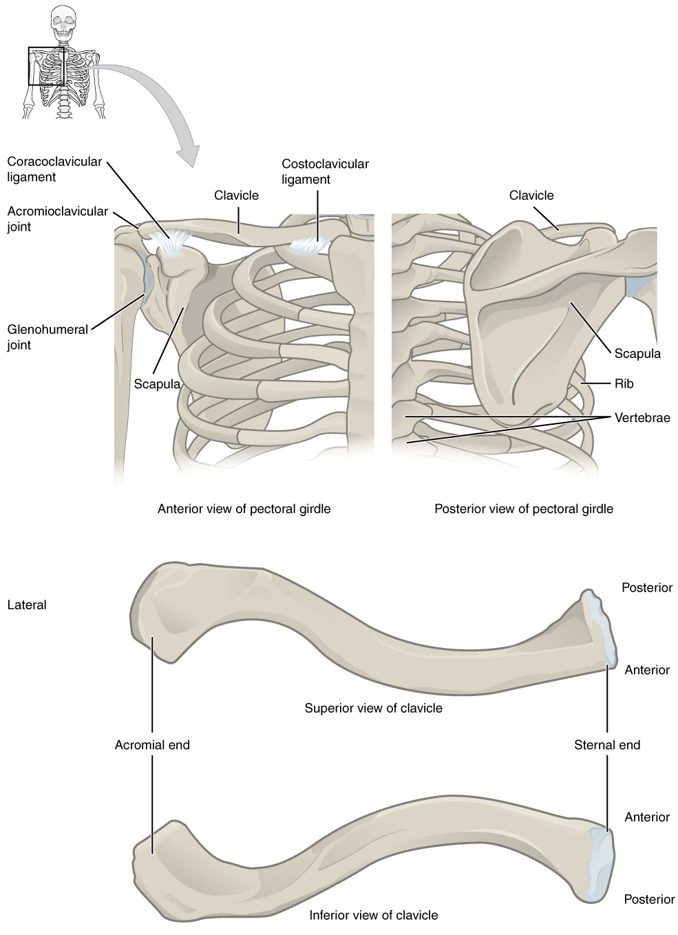 This figure shows the rib change. The top left panel shows the anterior
