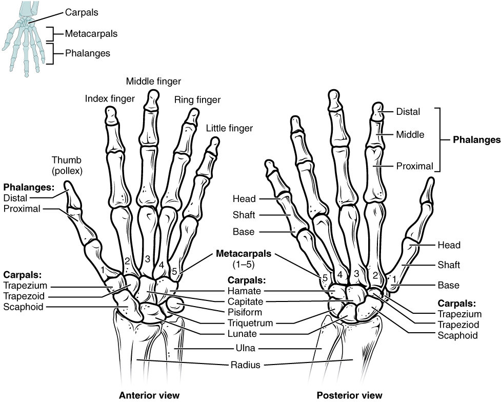 This figure shows the bones in the hand and wrist joints. The left