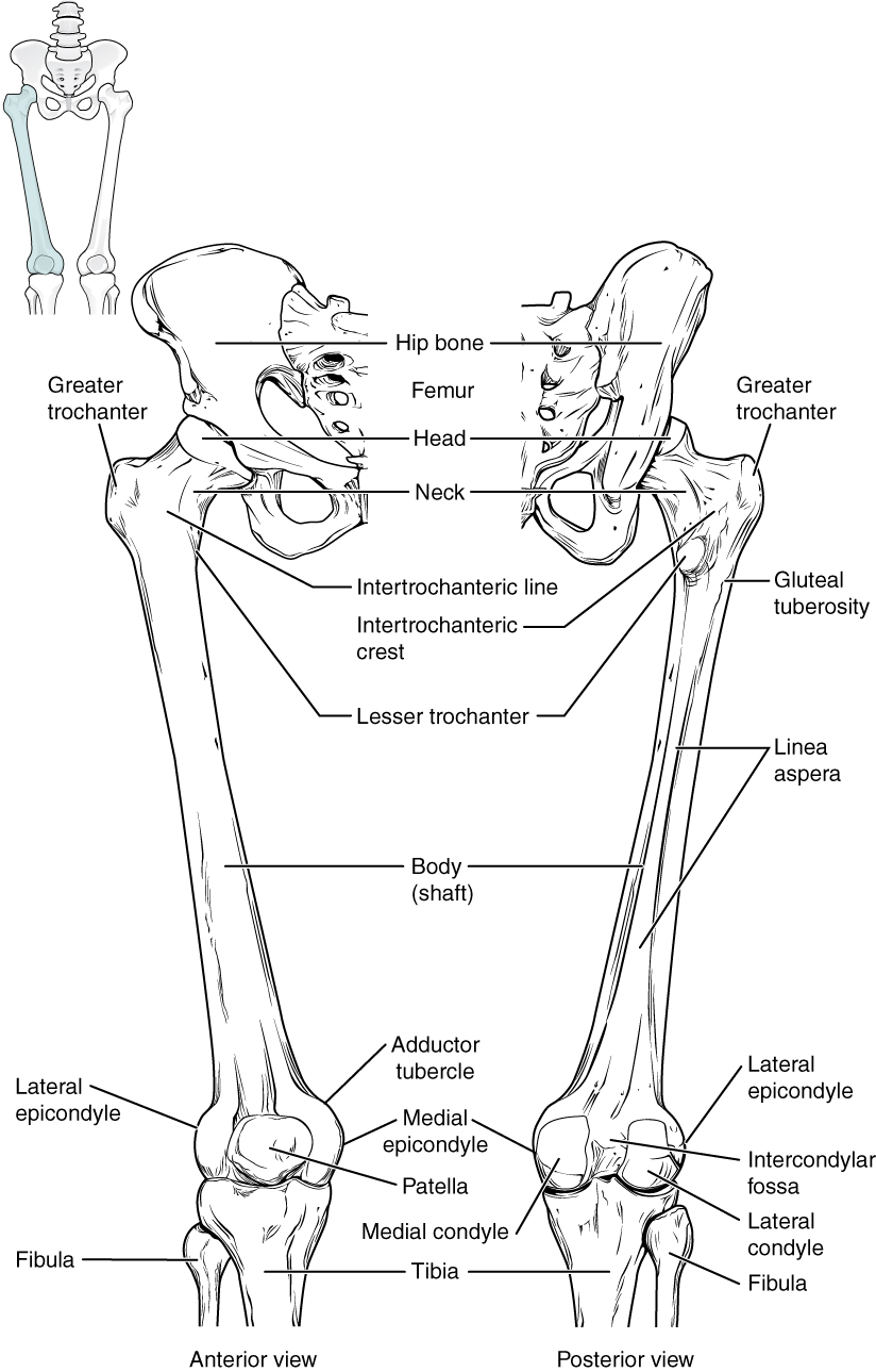 This diagram shows the bones of the femur and the patella ...