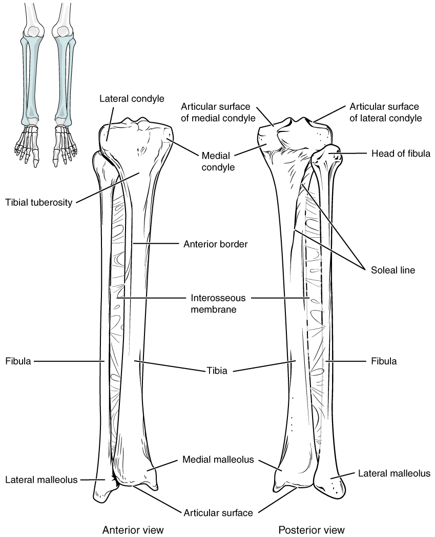 This image shows the structure of the tibia and the fibula. The left