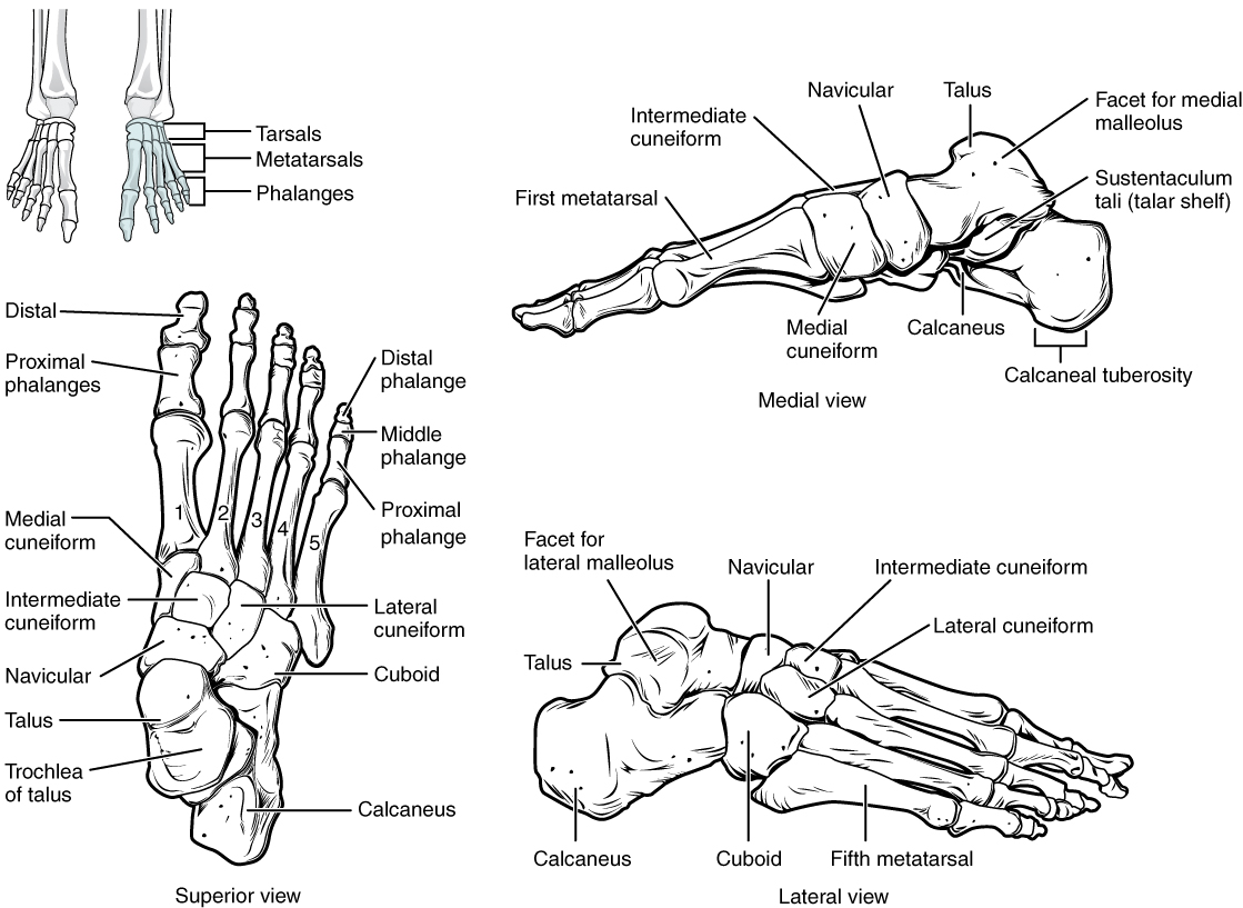 This figure shows the bones of the foot. The left panel shows the