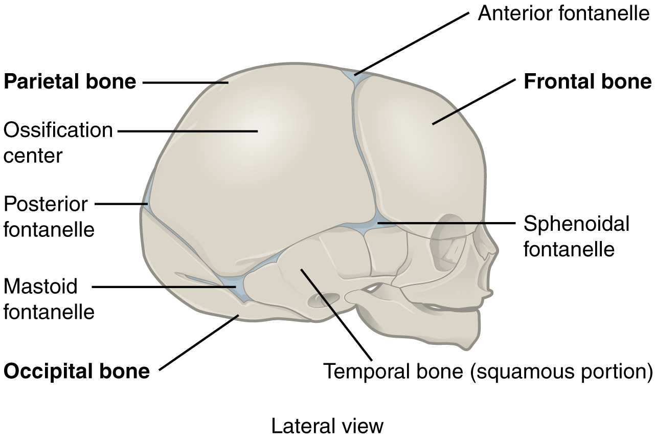 This figure shows the lateral view of the newborn skull with the major