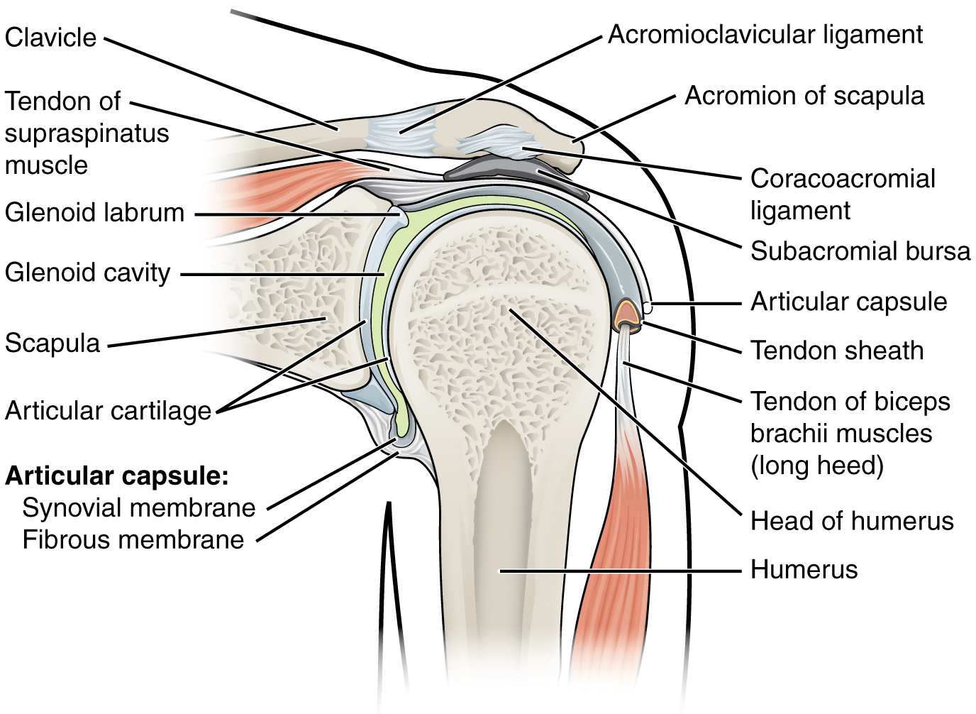 This figure shows the structure of the shoulder joint. The main
